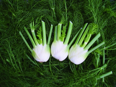 Picture for category Fennel