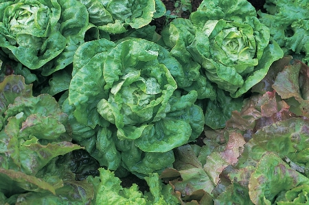 Picture for category Lettuce