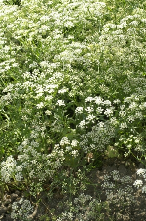 Picture for category Anise