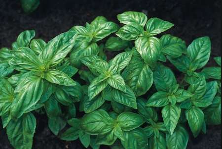 Picture for category Basil