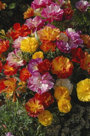 Picture for category Eschscholzia