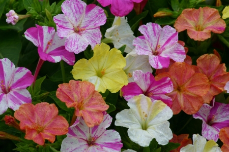 Picture for category Mirabilis