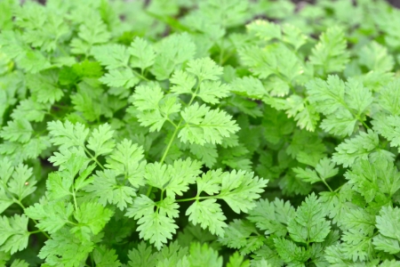 Picture for category Chervil