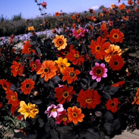 Picture for category Dahlia