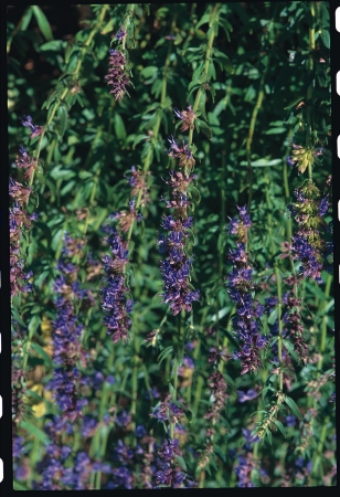 Picture for category Hyssop