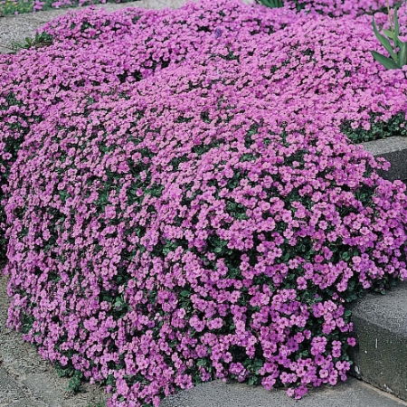 Picture for category Aubrieta