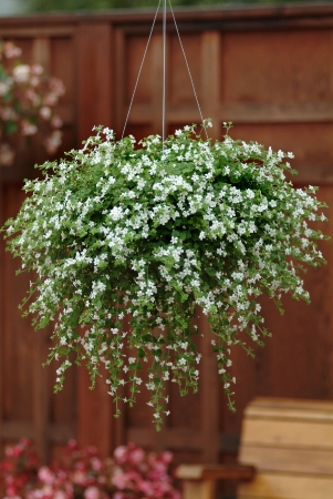Picture for category Bacopa