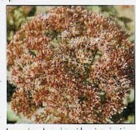 Picture for category Eupatorium
