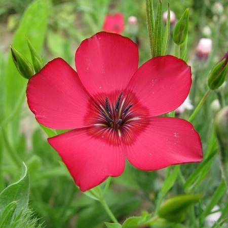 Picture for category Linum