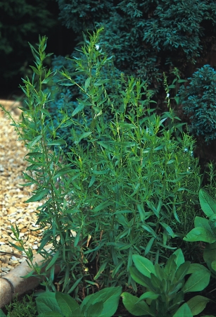 Picture for category Tarragon