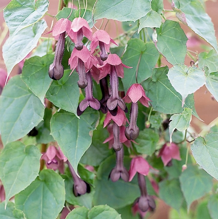 Picture for category Rhodochiton