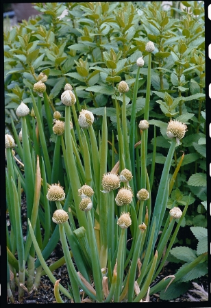 Picture for category Welsh Onion