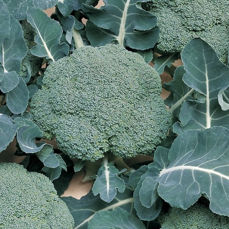 Picture for category Organic Calabrese