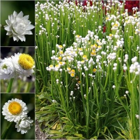 Picture for category Ammobium
