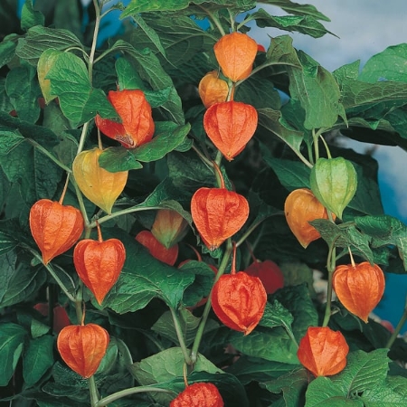 Picture for category Physalis