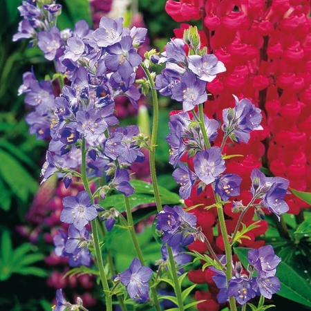 Picture for category Polemonium
