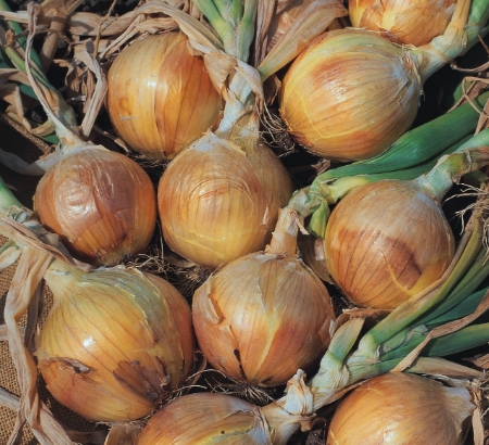 Picture for category Onion