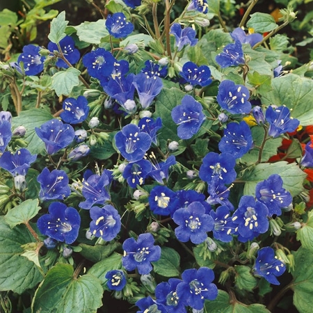 Picture for category Phacelia