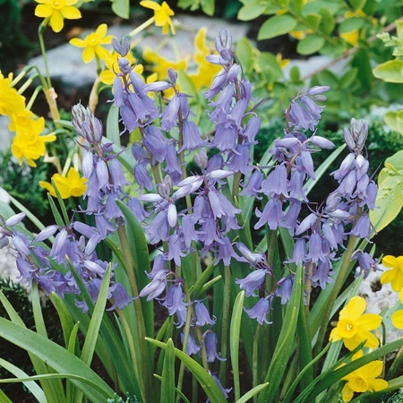 Picture for category Scilla