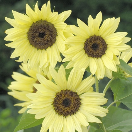 Picture for category Helianthus