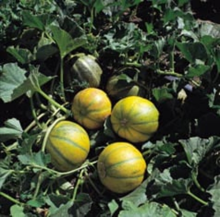 Picture for category Melon And Watermelon