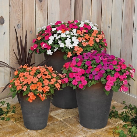 Picture for category Impatiens