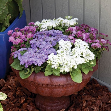 Picture for category Ageratum