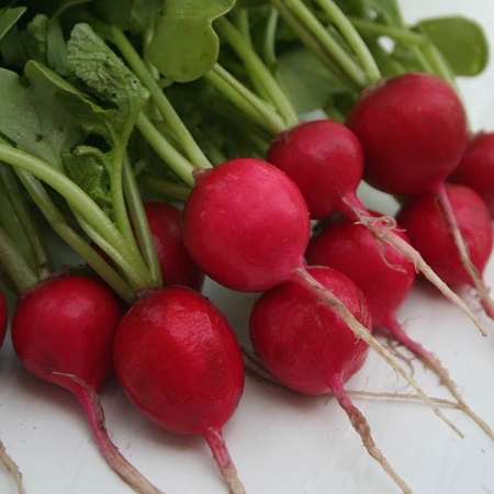 Picture for category Radish