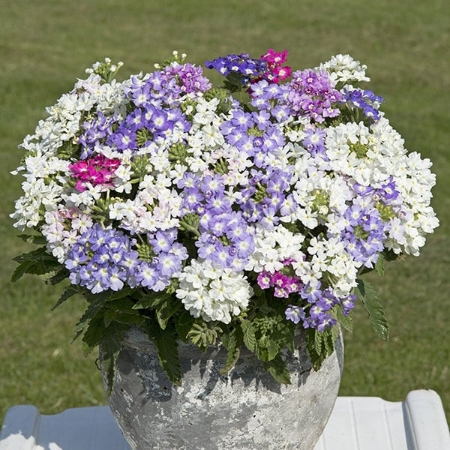 Picture for category Verbena