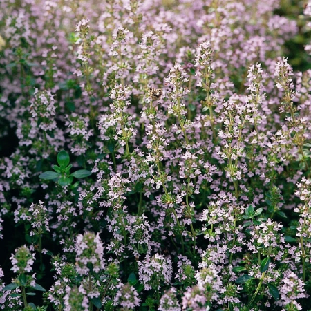 Picture for category Organic Thyme