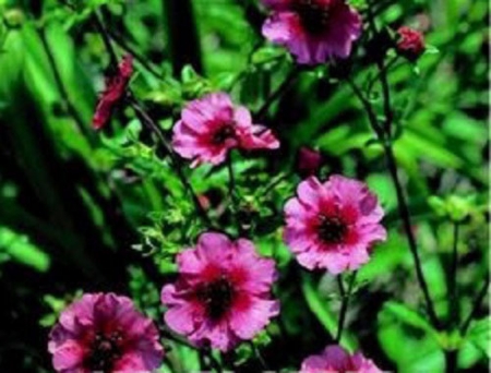 Picture for category Potentilla
