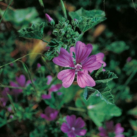 Picture for category Mallow
