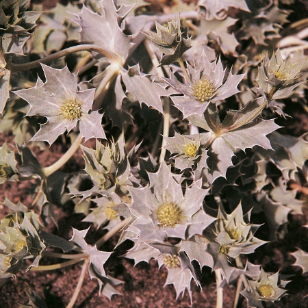Picture for category Seaholly