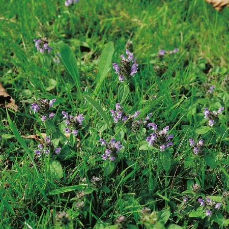 Picture for category Selfheal
