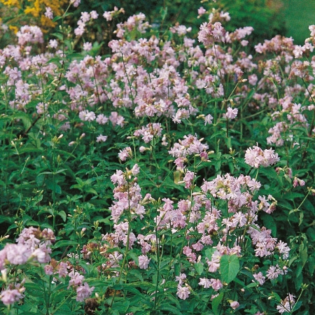 Picture for category Soapwort