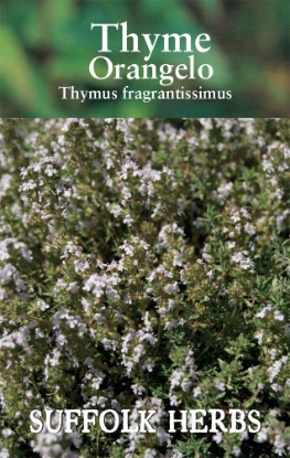 Picture of Herb Thyme Orangelo (Thymus Fragrantissimus).