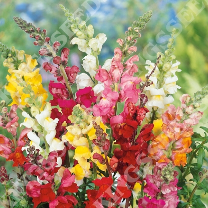Picture of Antirrhinum Admiral Mixed F1