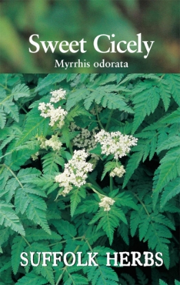 Picture of Sweet Cicely