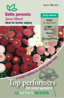Picture of Bellis Perennis Tasso Mixed
