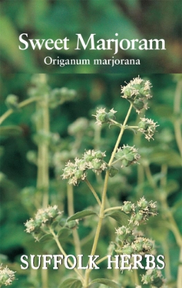 Picture of Sweet Marjoram