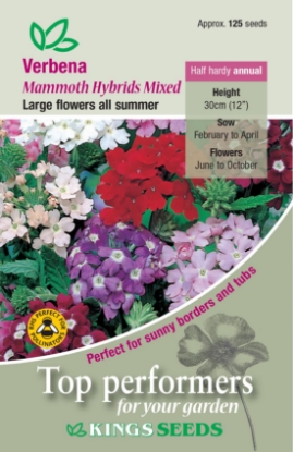 Picture of Verbena Mammoth Hybrids
