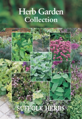 Picture of Collection Pack Herb Garden - Thyme, Mint, Sage, Chives, Oregano Greek