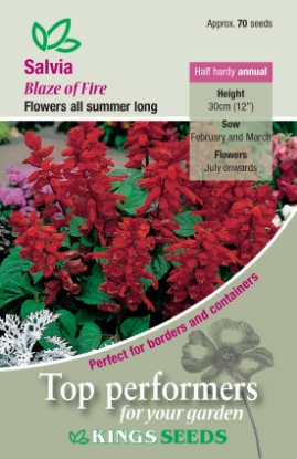Picture of Salvia Blaze Of Fire