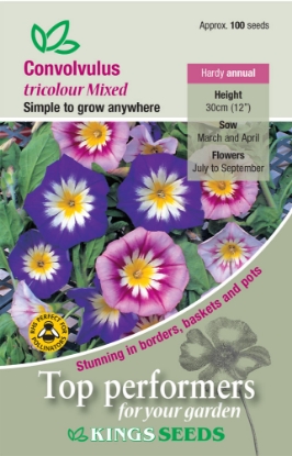 Picture of Convolvulus Tricolour