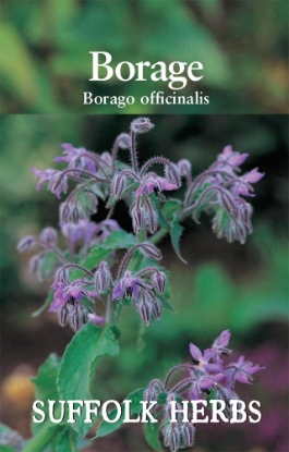 Picture of Borage