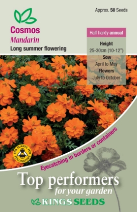 Picture of Cosmos Mandarin