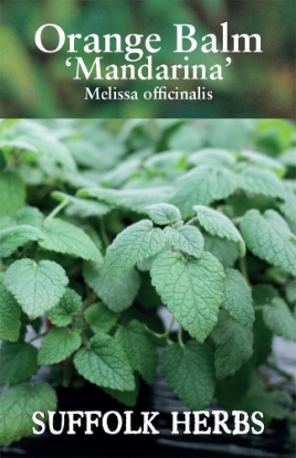 Picture of Orange Balm "mandarina" Melissa Officinalis