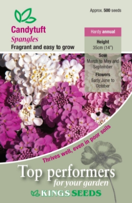 Picture of Candytuft Spangles