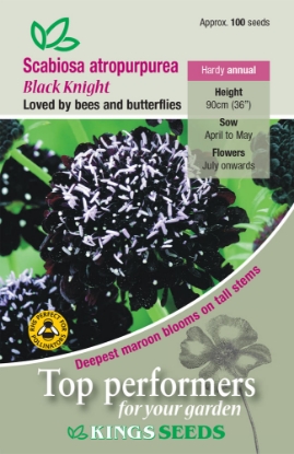 Picture of Scabiosa Atropurpurea Black Knight