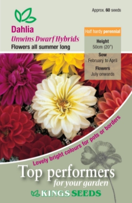 Picture of Dahlia Unwin Dwarf